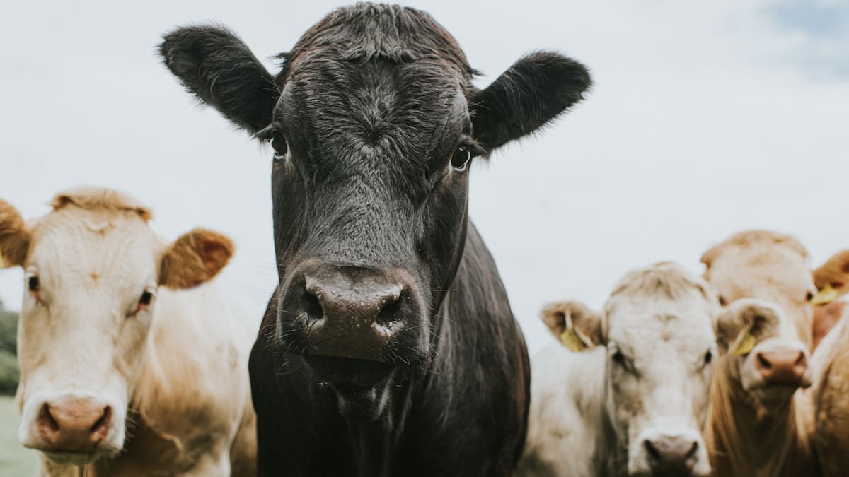 Metano: el gas invisible que está acelerando la crisis climática