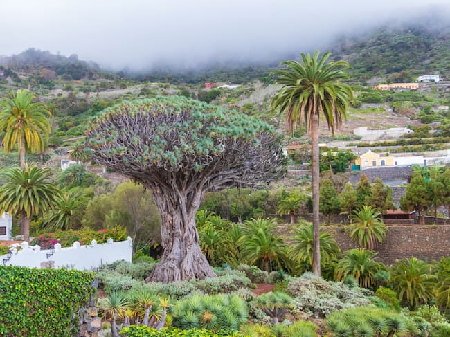 El Drago Milenario de Icod de los Vinos, en Tenerife.