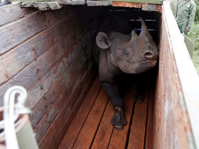 Muere último rinoceronte macho