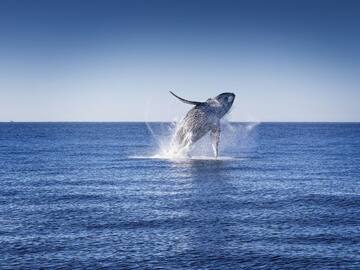 Día Mundial de los Océanos: 10 cosas que no sabías sobre ellos