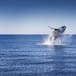 Día Mundial de los Océanos: 10 cosas que no sabías sobre ellos