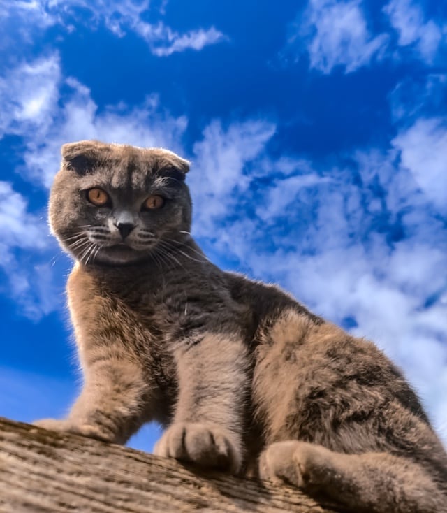 Gato scottish fold