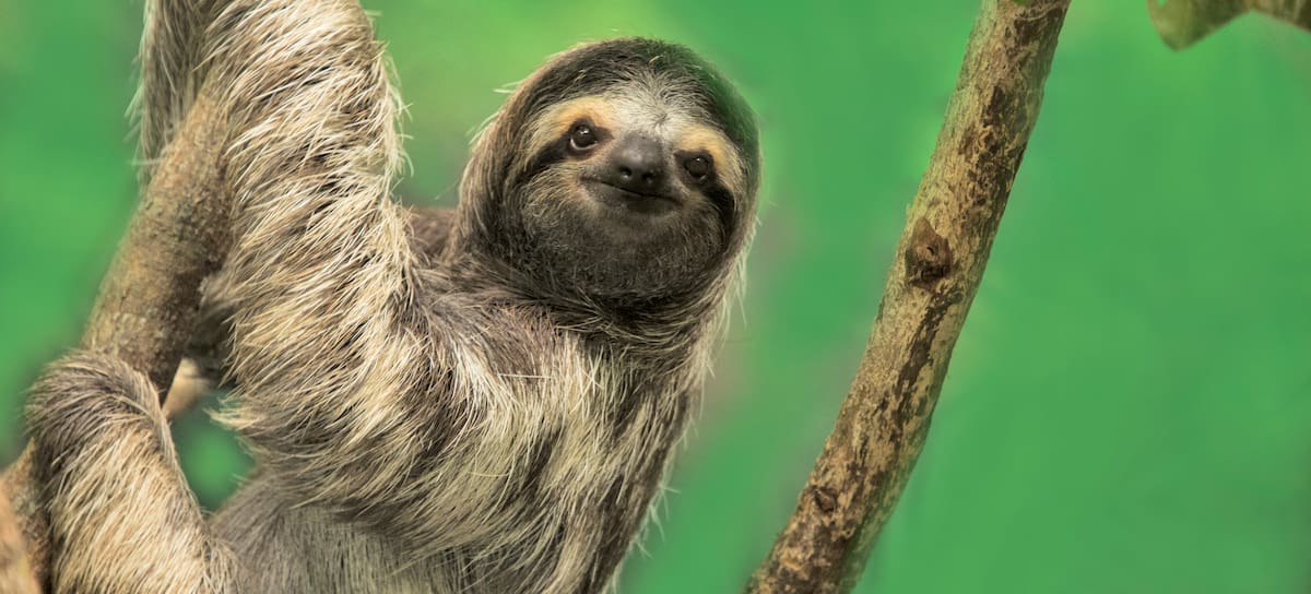 Los perezosos son animales inofensivos y de aspecto adorable.