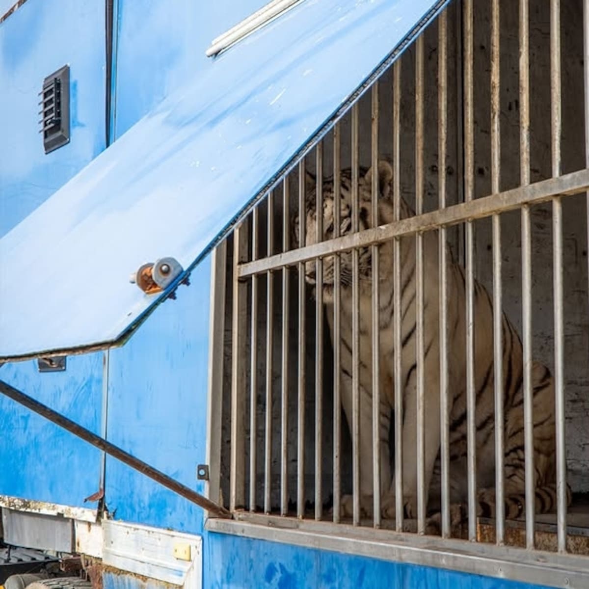 La triste historia (con final feliz español) de Sona, el último tigre circense de Portugal