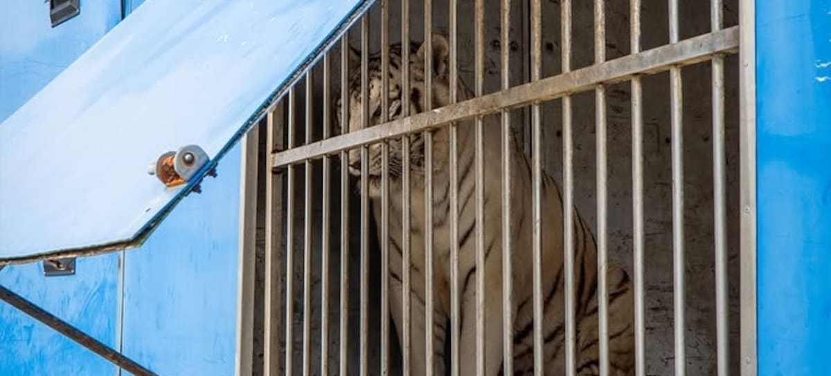 Sona, en una imagen distribuida en redes por la Fundación AAP.