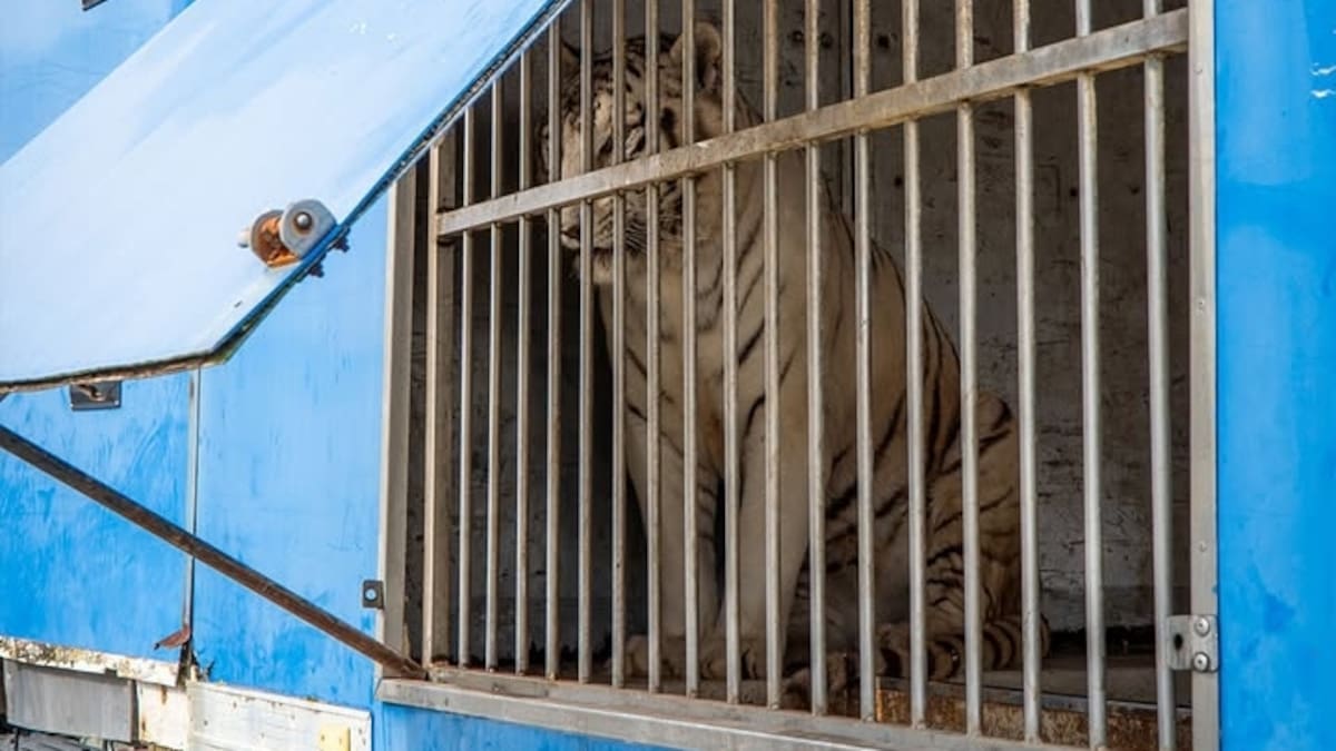 La triste historia (con final feliz español) de Sona, el último tigre circense de Portugal