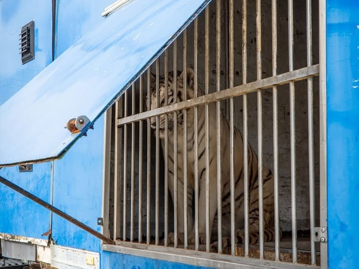 La triste historia (con final feliz español) de Sona, el último tigre circense de Portugal