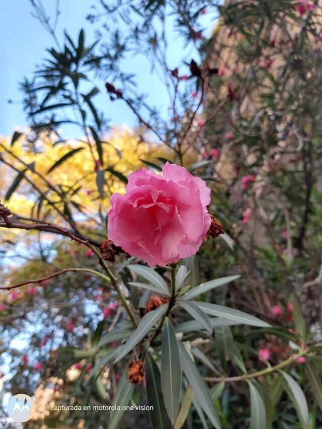 La calidad de las fotos es increíble