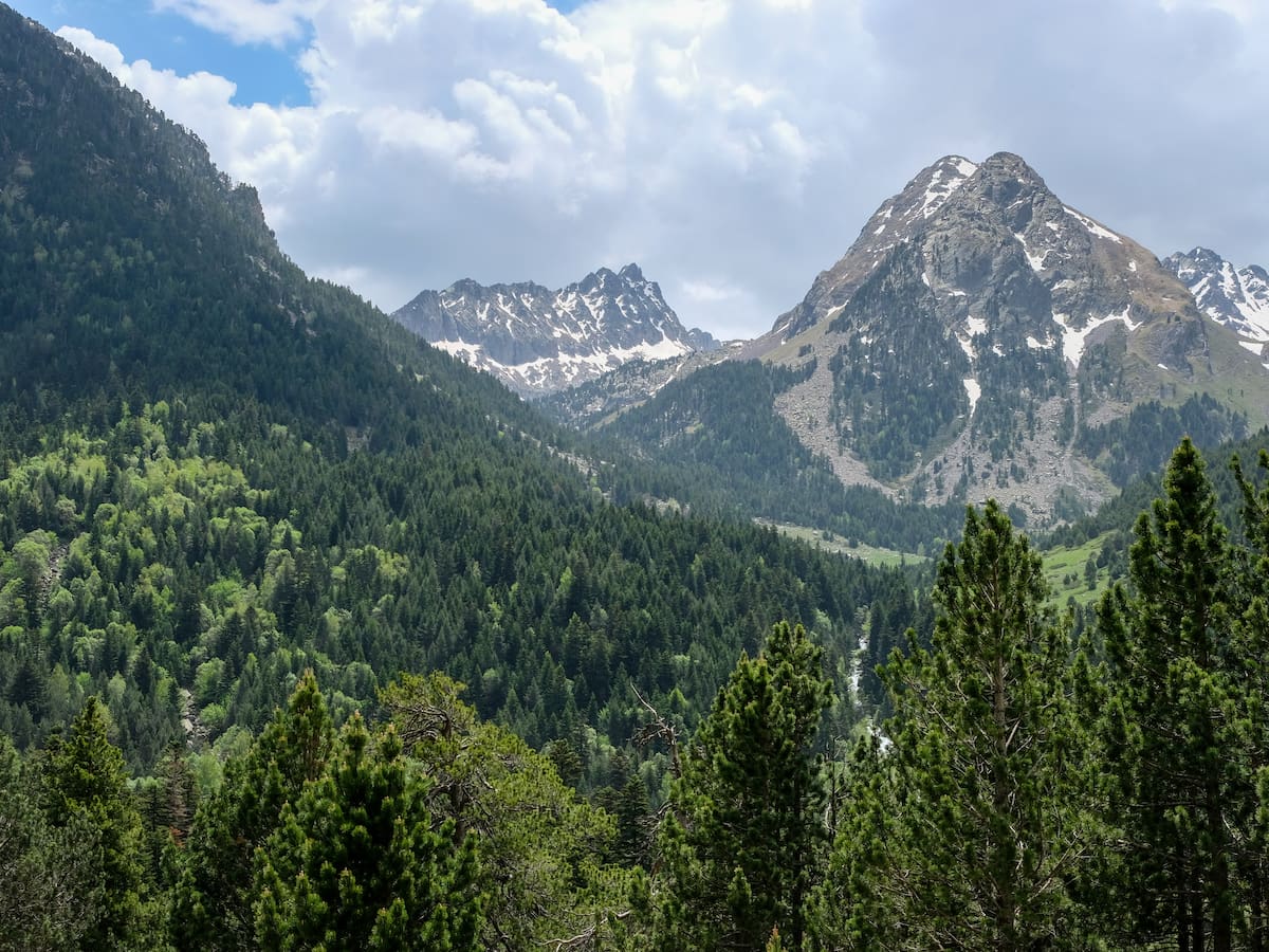 Estos son los bosques más valiosos de España