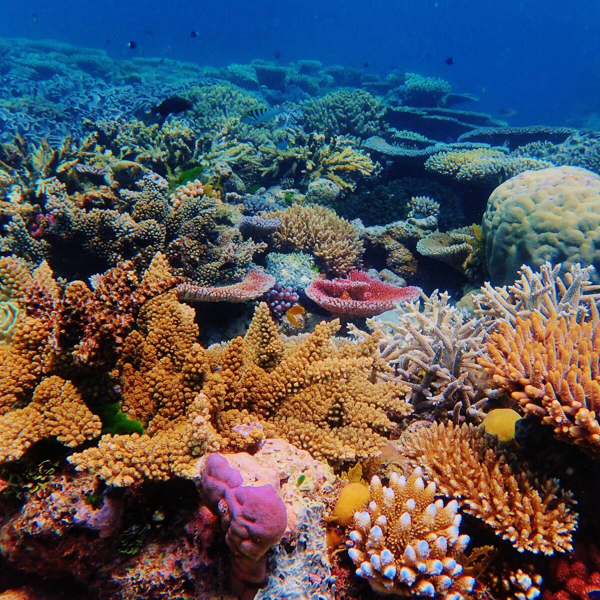 El planeta pierde el color: la mitad de los arrecifes de coral ya ha sufrido daños críticos