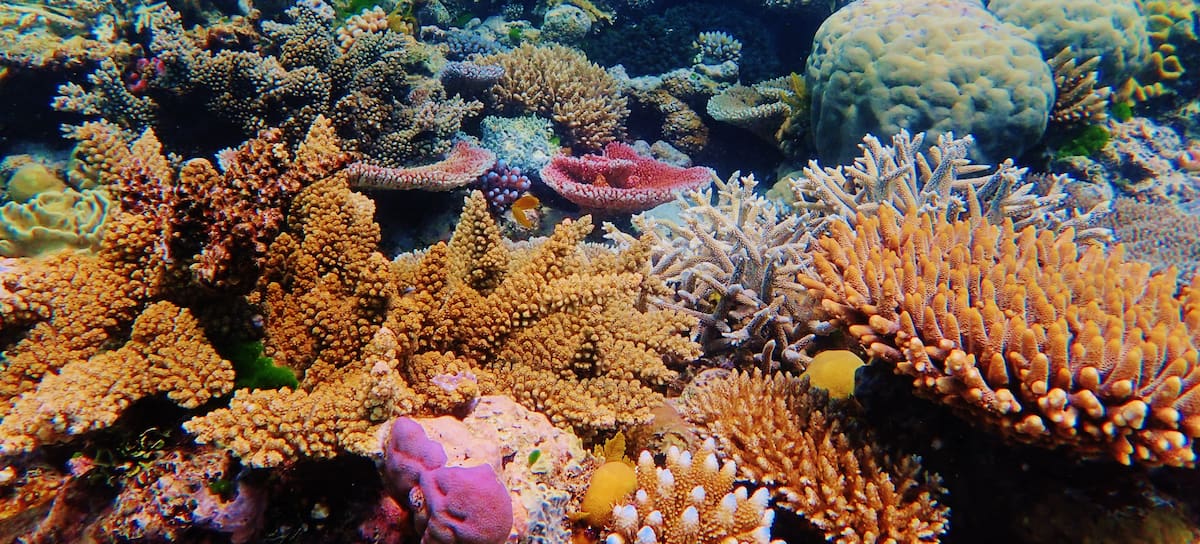 Los científicos han analizado los corales del mundo.