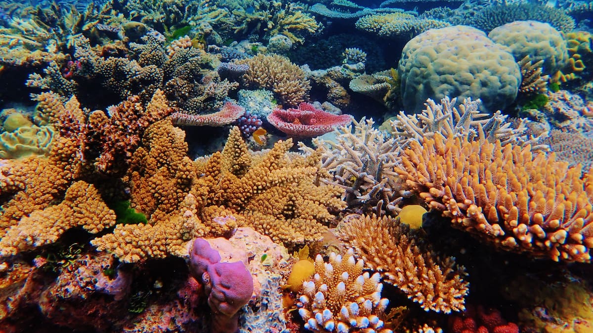 El planeta pierde el color: la mitad de los arrecifes de coral ya ha sufrido daños críticos