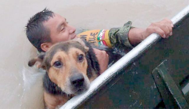 Perrito es salvado por soldado del Ejército Mexicano