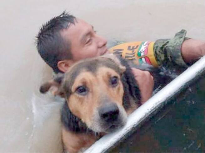 Perrito es salvado por soldado del Ejército Mexicano
