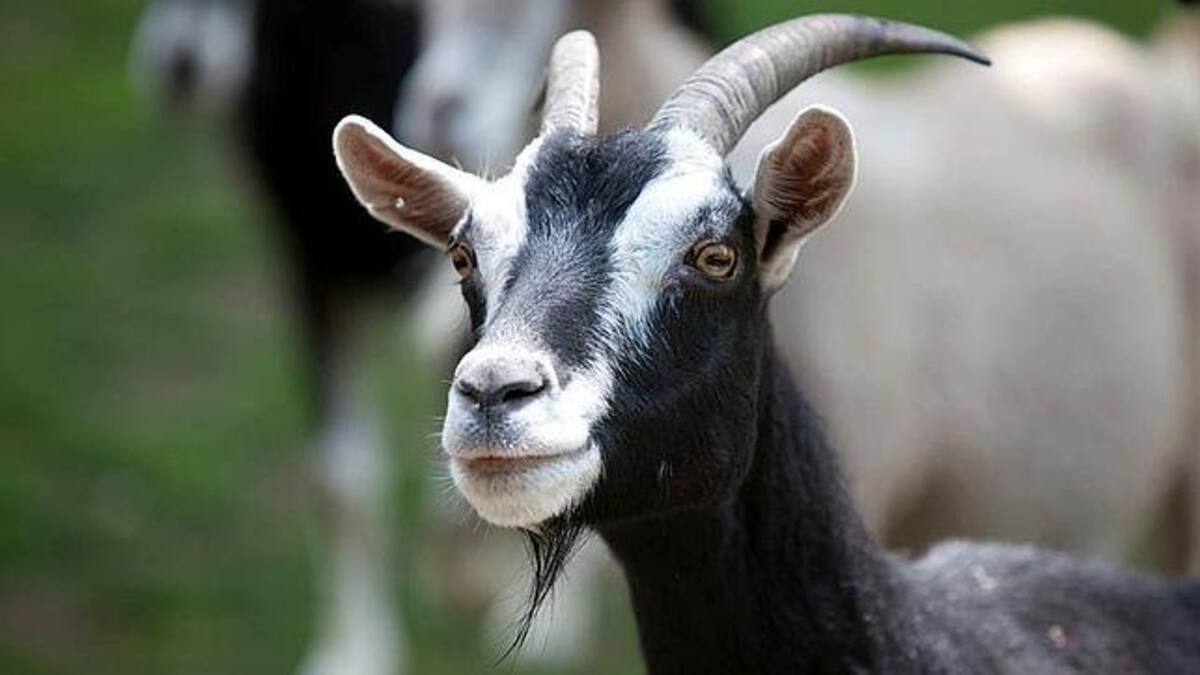 Los Pepes del Zapping y la cabra Asunción.