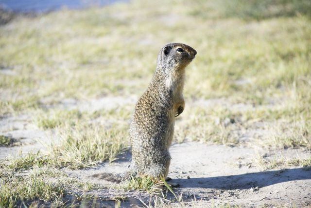 No solo los humanos están en riesgo, también los animales