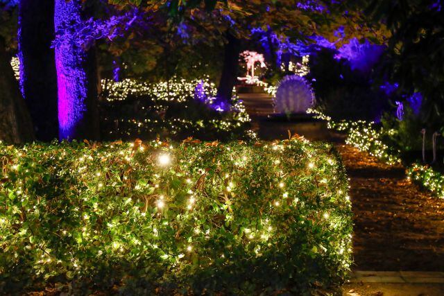 Luces de Navidad en el Jardín Botánico de Madrid este 2020