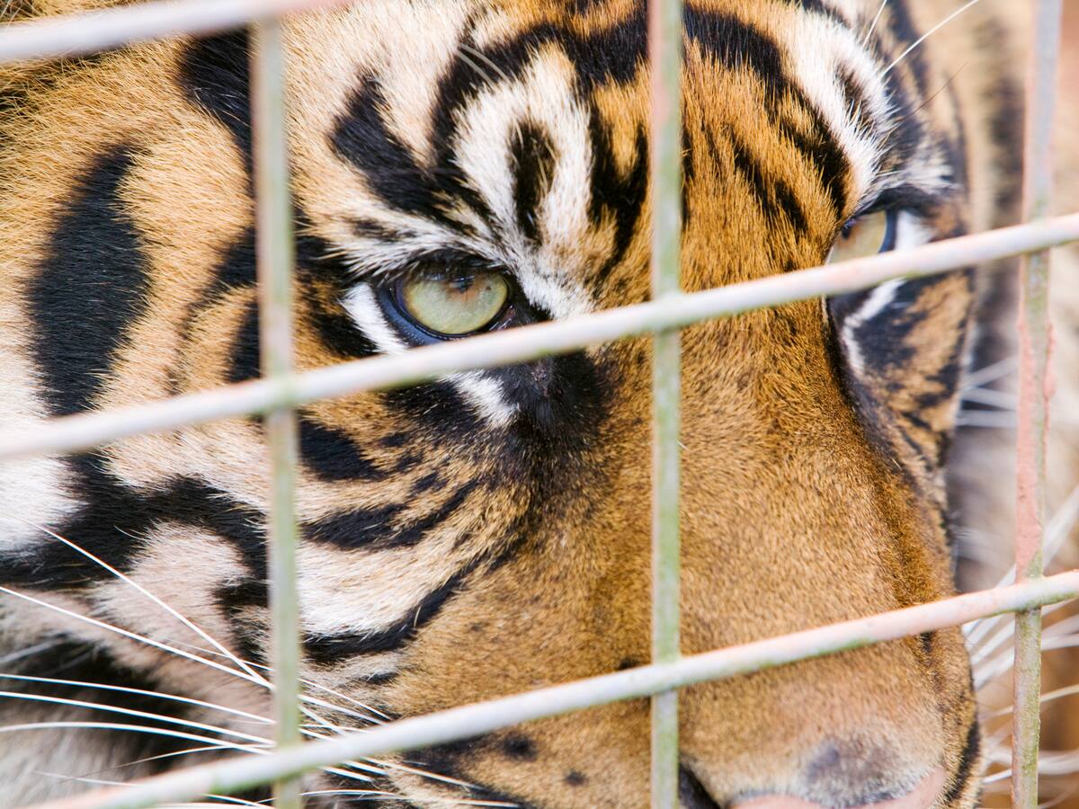 Así funciona el oscuro (y multimillonario) mercado ilegal de animales y plantas