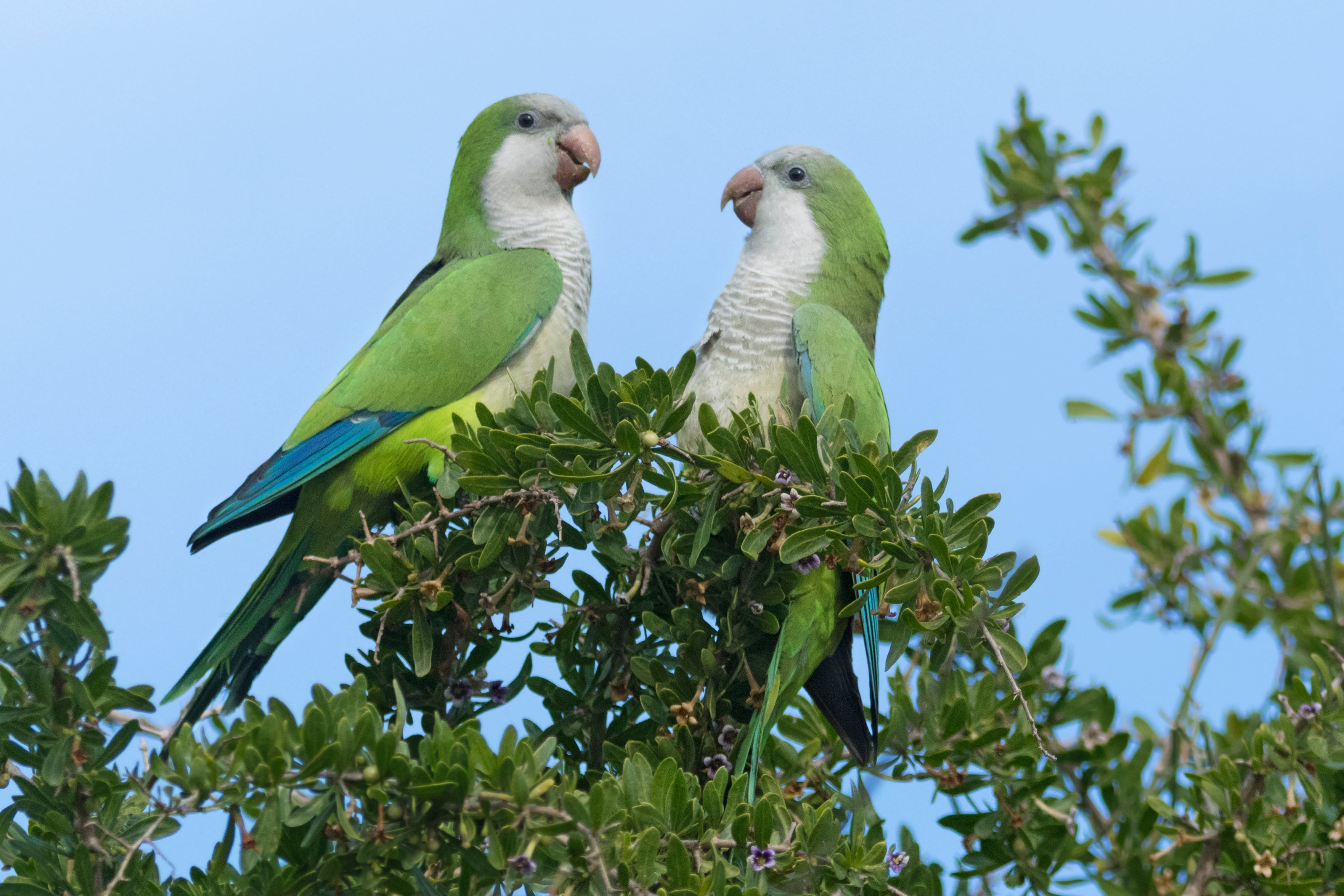 Una pareja de cotorras argentinas.