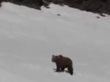 Bebé oso demuestra que nada es imposible