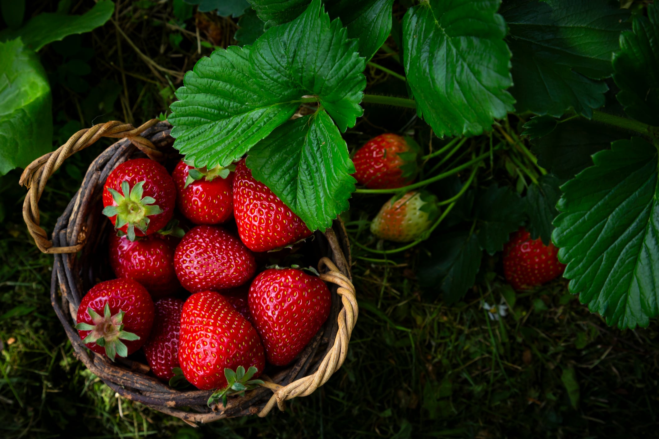 Las fresas ecológicas tienen menos pesticidas.