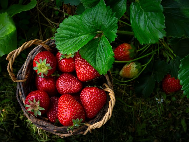 Las fresas ecológicas tienen menos pesticidas.