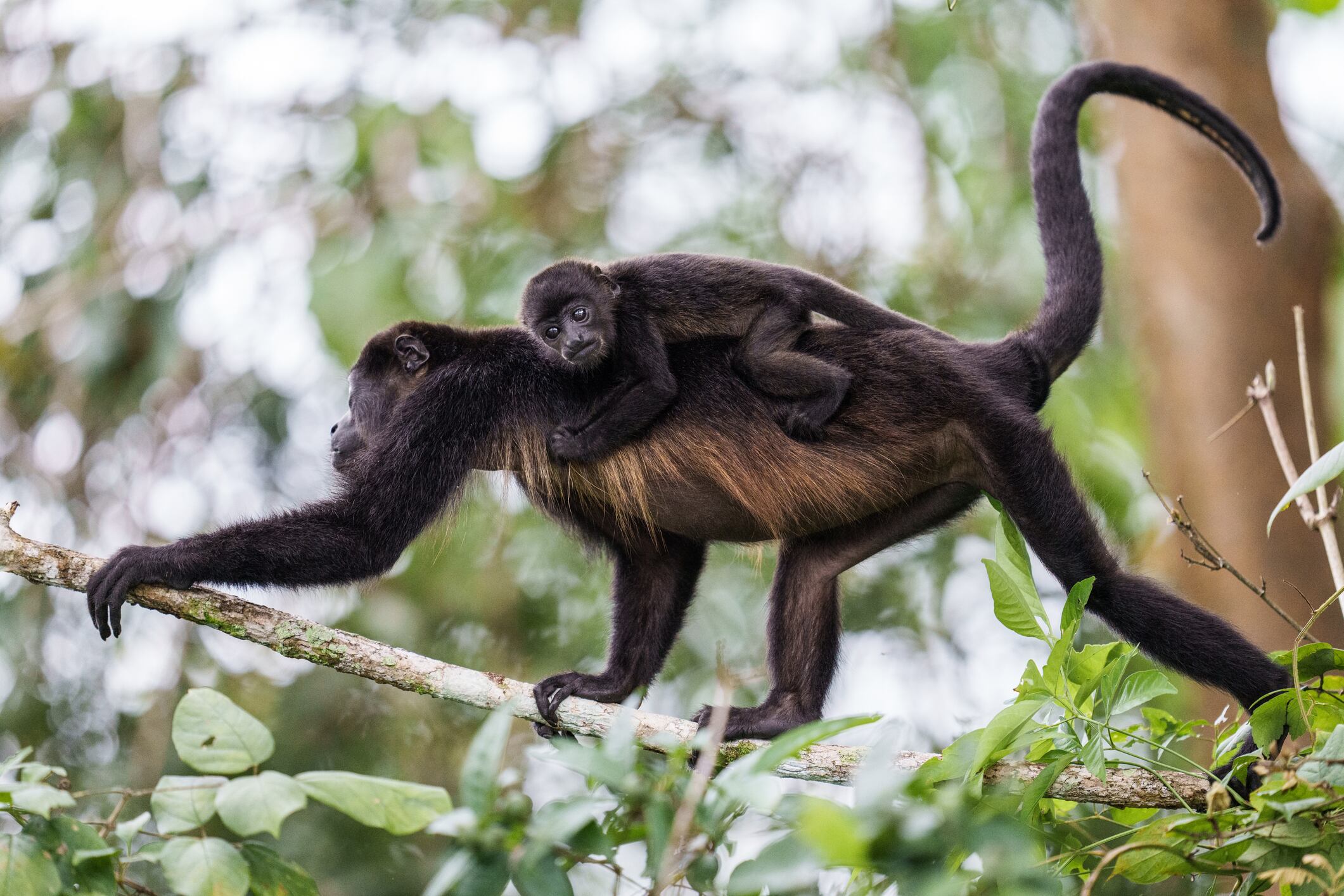 Mono Saraguato, una especie en peligró de extinción y actualmente afectada por la ola de calor que azota al territorio mexicano 