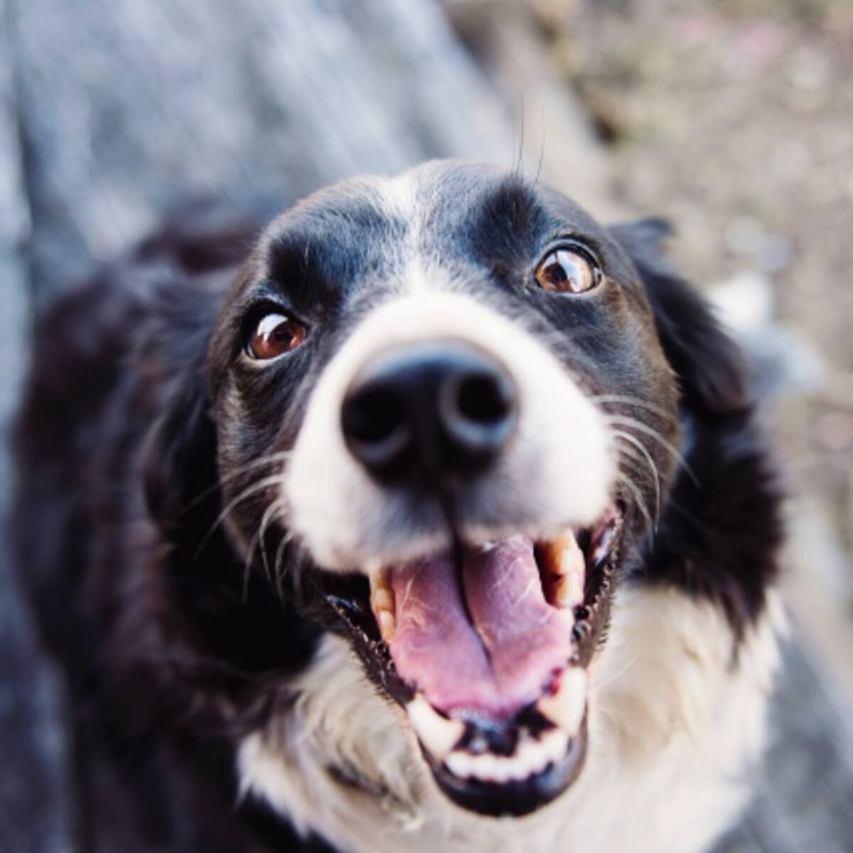 Beneficios de tener un perrito