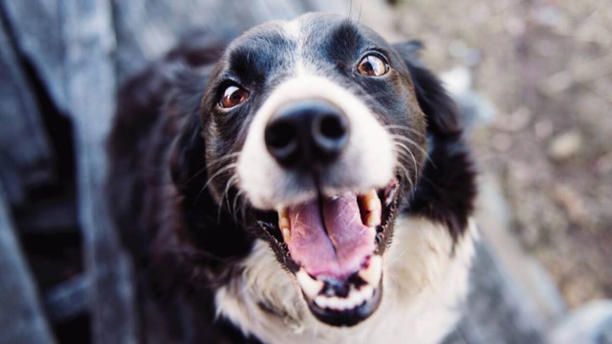 Beneficios de tener un perrito