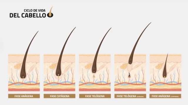 Ciclo de vida del cabello