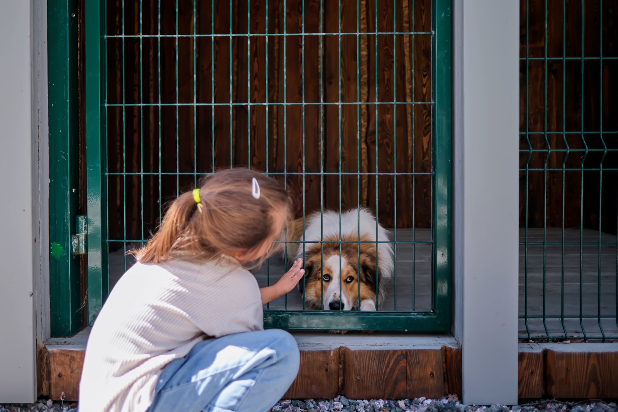 La adopción es parte de la solución.