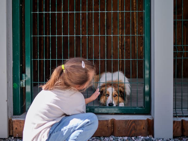 La adopción es parte de la solución.