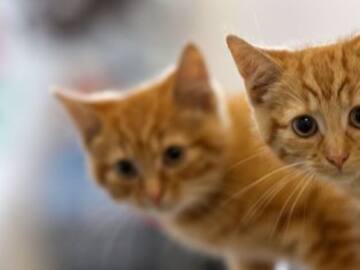 Día mundial del Gato: 10 cosas que no sabías sobre ellos