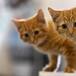 Día mundial del Gato: 10 cosas que no sabías sobre ellos