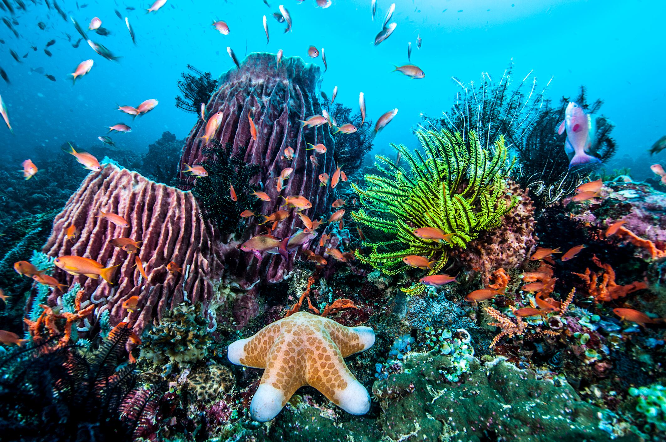 Arrecife de coral en Filipinas.