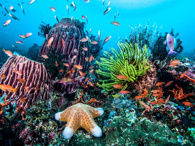 Arrecife de coral en Filipinas.