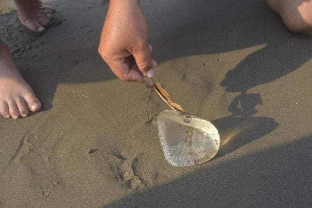 Turistas recogen con cuidado supuesta medusa, era un implante de seno