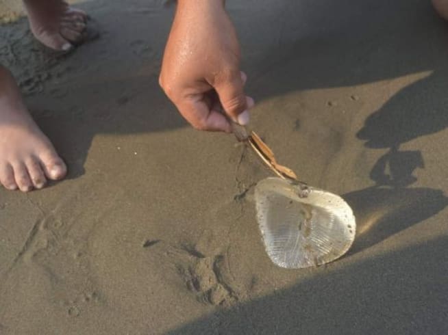 Turistas recogen con cuidado supuesta medusa, era un implante de seno