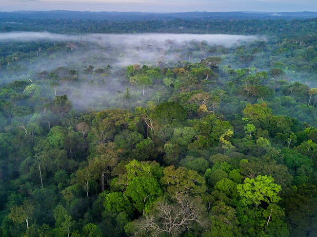 El gran pulmón verde del planeta ocupa siete millones de km2.