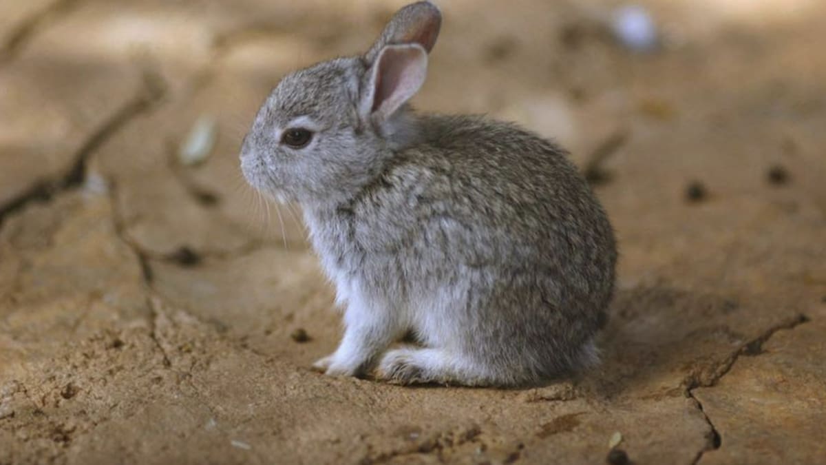 Los teporingos ya se extinguieron en el Nevado de Toluca, ¿por qué?