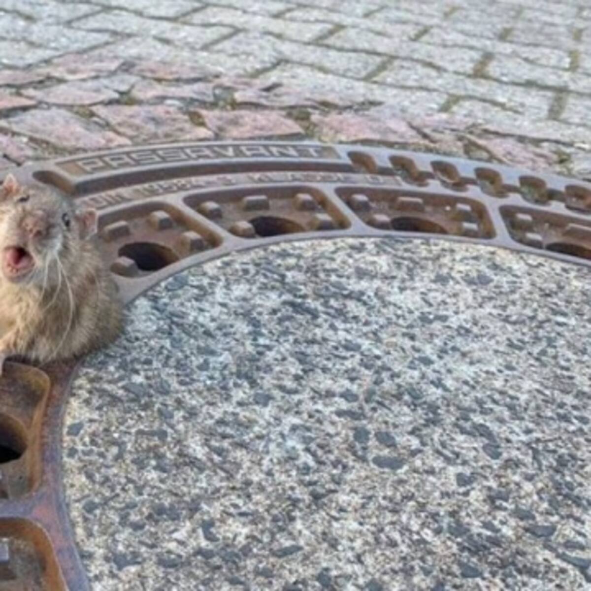 Bomberos rescatan a rata gorda que quedó atascada en una alcantarilla