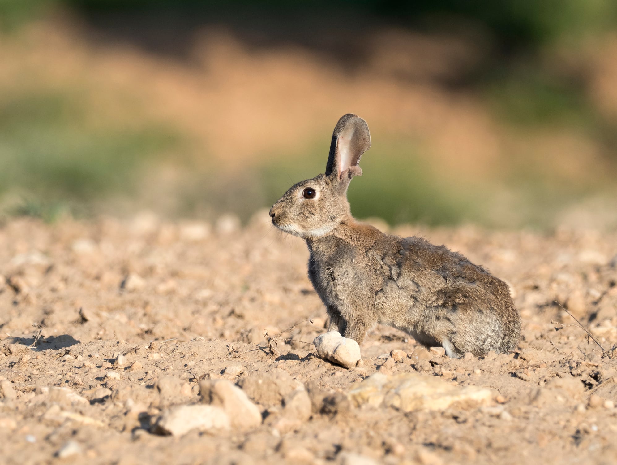 La caza es la principal amenaza para los conejos silvestres de Colorado (EEUU).