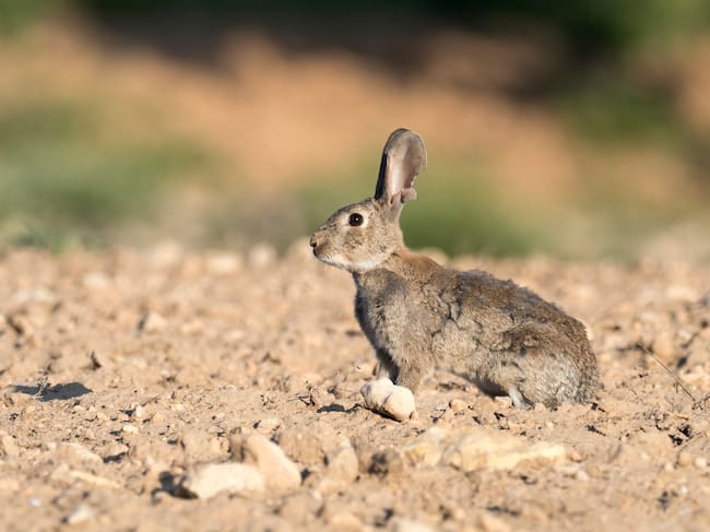 La caza es la principal amenaza para los conejos silvestres de Colorado (EEUU).