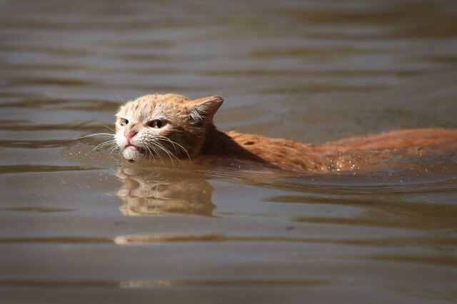 La app trabaja con un algoritmo que identifica el estado de ánimo del gato a través de su expresión corporal