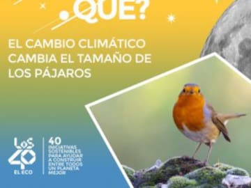 El cambio climático cambia el tamaño de los pájaros
