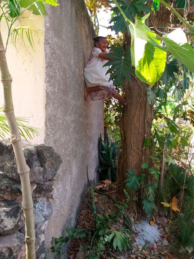 Doña Mechita, abuelita se hace viral por treparse a los árboles para recolectar fruta