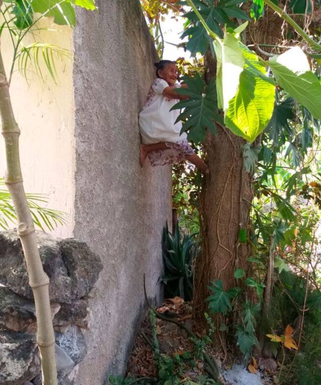 Doña Mechita, abuelita se hace viral por treparse a los árboles para recolectar fruta