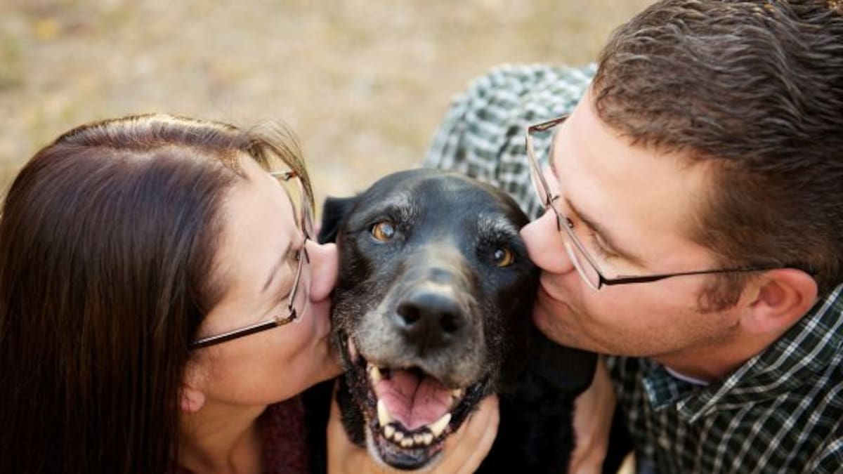 Una veterinaria reveló qué hacen los perros antes de morir