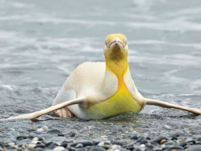 Captan a pingüino amarillo al sur de Georgia, fotografía se viraliza