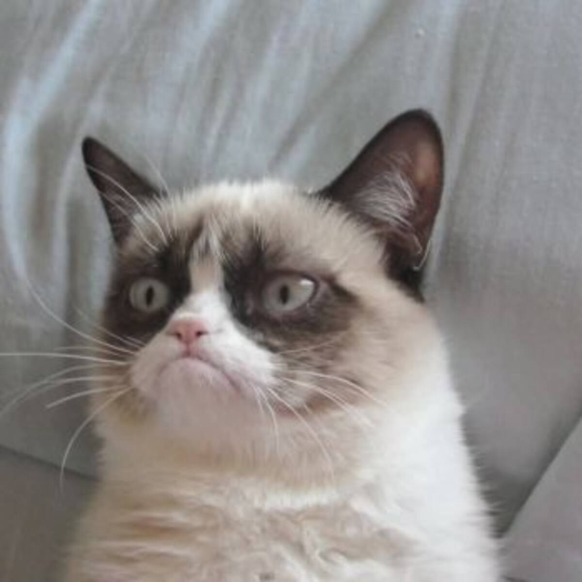 Falleció 'Grumpy Cat' a los 7 años de edad